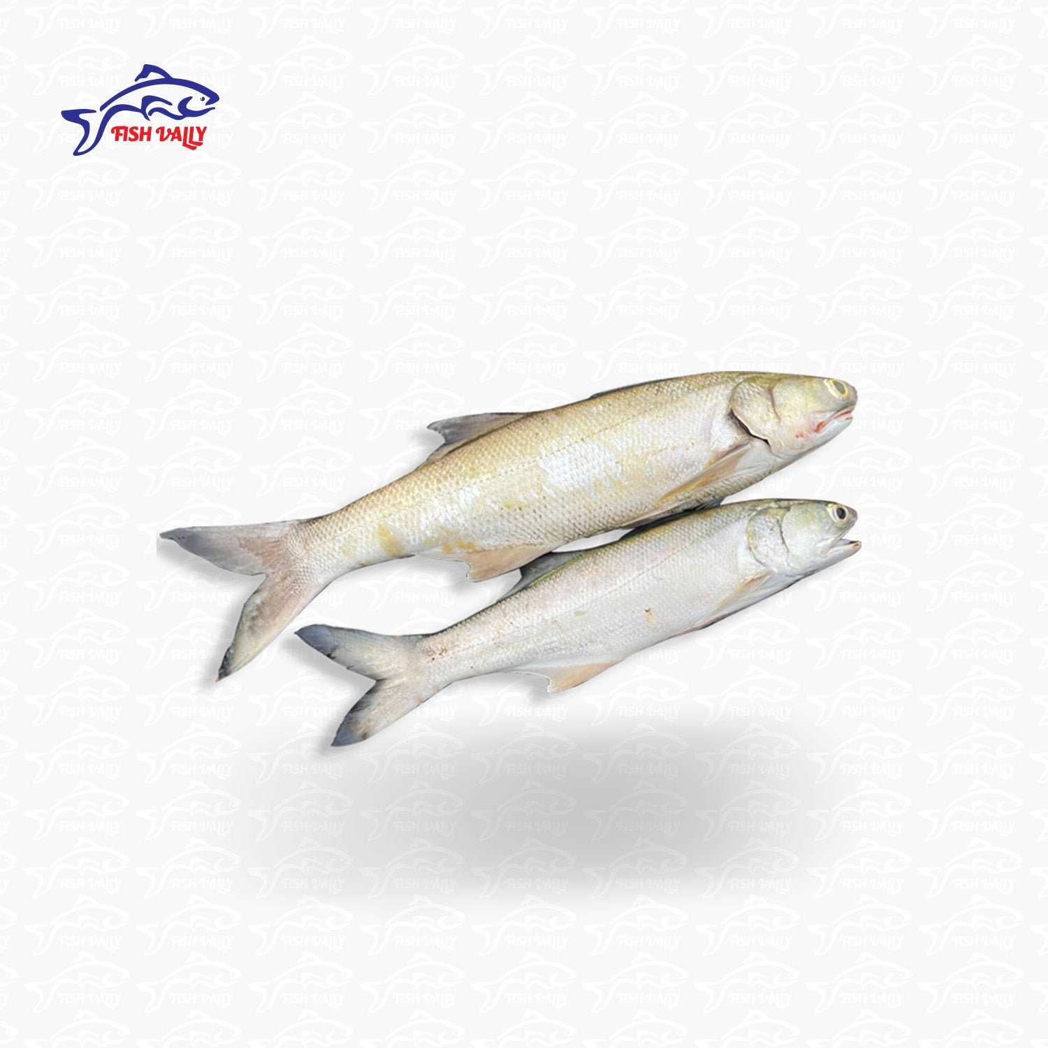 Deshi Salmon (তাইরে মাছ)