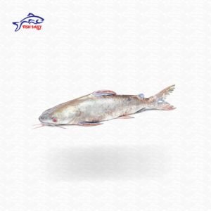 Mocon Fish (মোচন মাছ) - Size: 2-4 kg 550 tk per KG