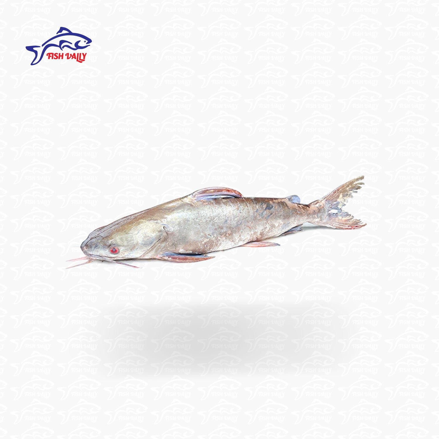 Mocon Fish (মোচন মাছ) – Size: 2-4 kg 550 tk per KG