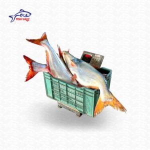 River Pangash Fish (নদীর পাঙ্গাশ মাছ)